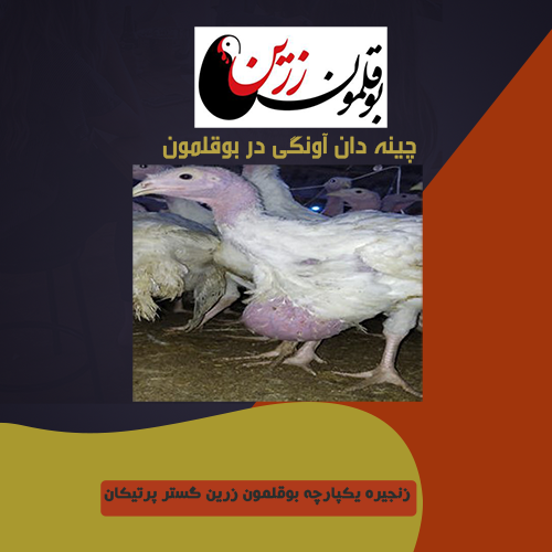 چینه دان آونگی در بوقلمون