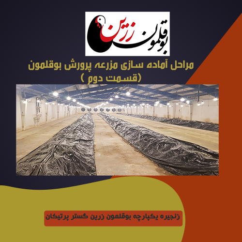  مراحل آماده سازی پرورش بوقلمون ( قسمت دوم)