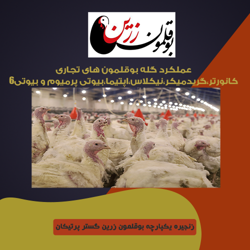 عملکرد گله بوقلمون هاي تجاری 