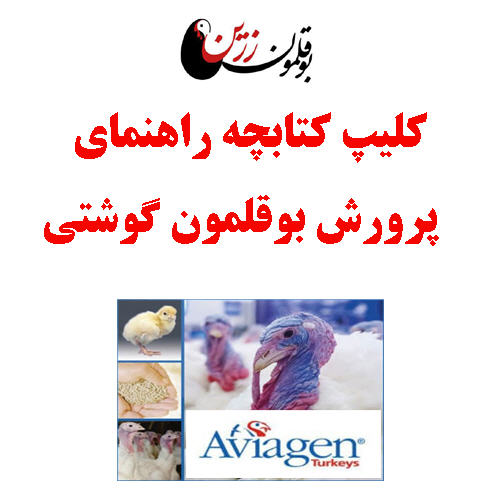  کتابچه راهنمای پرورش بوقلمون گوشتی 