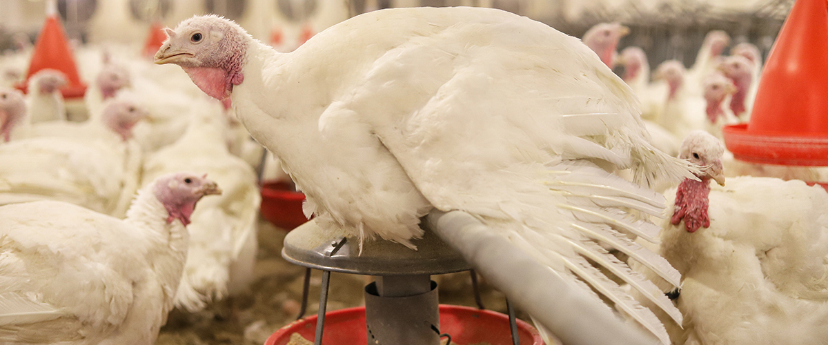 زرین گشتر پریتکان