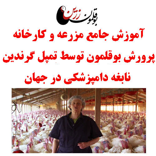 آموزش جامع مزرعه و کارخانه پرورش بوقلمون توسط تمپل گرندین