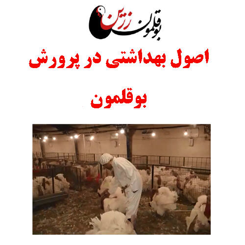 مقاله اصول بهداشتی در پرورش بوقلمون