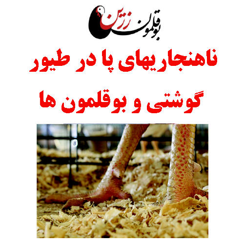ناهنجاريهاي پا در طيور گوشتي و بوقلمون ها