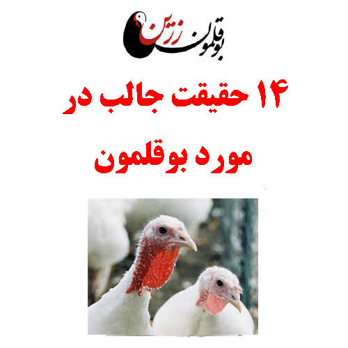 14 حقیقت جالب در مورد بوقلمون