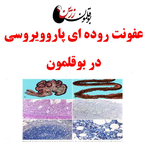 عفونت روده ای پاروویروسی در بوقلمون