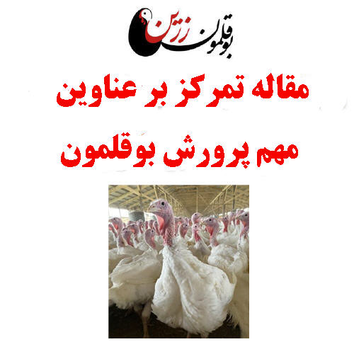 مقاله تمرکز بر عناوین مهم پرورش بوقلمون