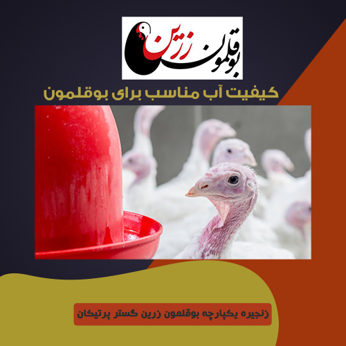 کیفیت آب مناسب برای بوقلمون 