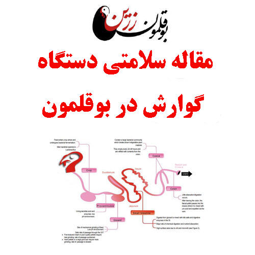 مقاله سلامتی دستگاه گوارش در بوقلمون- جهان درون
