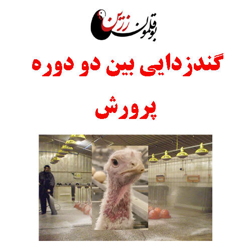 گندزدایی بین دو دوره پرورش بوقلمون